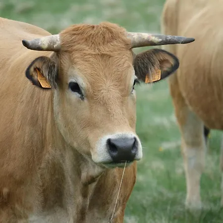 בית נופש Maison De Charme Avec Terrasse Et Garage Ferme Proche Des Volcans