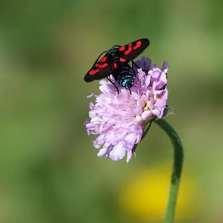 Maison De Charme Avec Terrasse Et Garage Ferme Proche Des Volcans