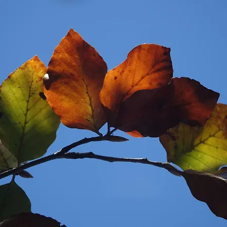 בית נופש Maison De Charme Avec Terrasse Et Garage Ferme Proche Des Volcans *